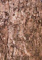 Texture pattern formed by the rough bark of huge trees photo