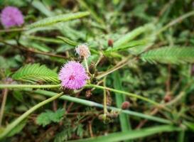 Mimosa pudica, grows wild on the side of the road, open places exposed to the sun and can be found at an altitude of 1 until 1200 m above sea level photo