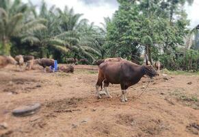 Cattle or cows at the animal market during the preparation of the sacrifice on Eid Adha. Happy eid adha. eid al adha mubarak. photo