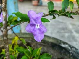 A violet flower with green leaves in the garden photo