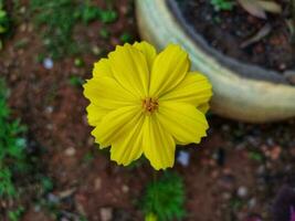 Flat lay of yellow flower blooming in the garden photo