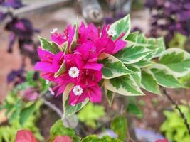 Photo of purple flower with leaves in the garden