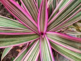 Ornamental plant moses in the cradle with colour lines. ornamental plant can be kept indoor or outdoor photo