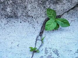 plantas ese crecer Entre el grietas en el cemento. naturaleza en contra el artificial. foto