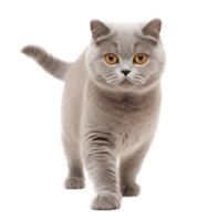 Cute cat isolated png