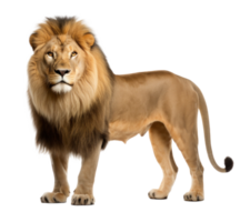 Leone animale isolato png