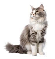 Cute cat isolated png