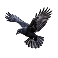 Flying black crow isolated png