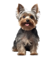 Yorkshire Terrier Hund isoliert png