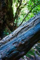 Fallen tree in rainforest photo