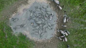 Aerial view buffaloes grazing near a water source video