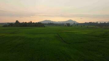 Aerial move over green paddy field during sunset hour video