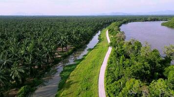 Aerial fly over the small path near oil palm and Kerian River at Nibong Tebal video