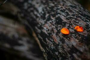 Orange mushrooms growing on wood photo