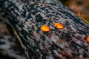 Orange mushrooms growing on wood photo