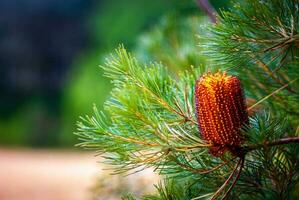 Banksia Australia nativo flor foto