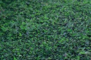 Green grass texture background, grass garden Idea concept used for making green backdrop photo