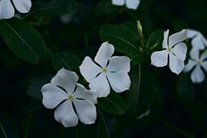 White flowers with dark background. Photographed in a botanical garden. photo