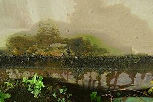 Dirty cement wall with moss from water leaks photo
