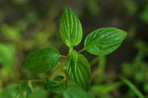 Fresh green leaves blurred background photo