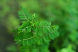 Fresh green leaves blurred background photo