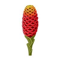 Vector illustration, Shampoo ginger lily or Zingiber zerumbet, isolated on white background.