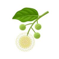 Vector illustration, Cephalanthus occidentalis commonly called Button Bush, isolated on white background.