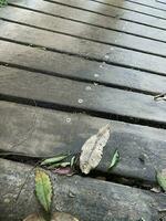 Wooden steps background photo