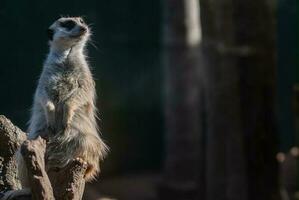 Meerkat on perch photo