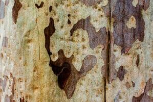 Close up texture of Eucalyptus tree photo