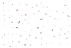 Sakura flying petals, romantic background. vector