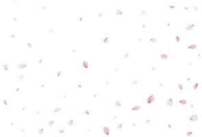 Sakura flying petals, romantic background. vector