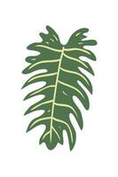 tropical hojas elementos. dibujado a mano vector ilustración. tropical hojas y resumen exótico plan vector diseño elementos en el blanco antecedentes.