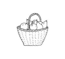 Fresh organic fruits in a basket hand-drawn vector illustration. Isolated on white background