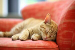 Cute cat sleeping or resting on the sofa at home. Lazy cat sleeping on the sofa. Cat day concept by AI Generated photo