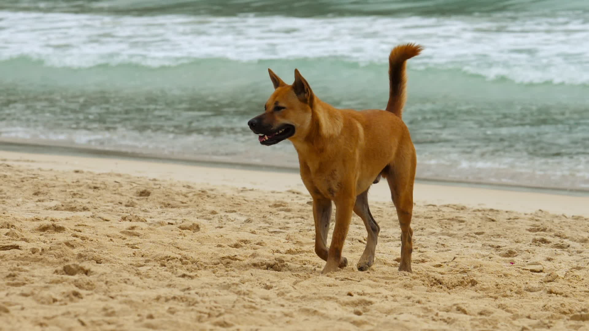 Dingo Stock Video Footage for Free Download