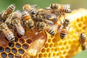 honey bees on honeycomb in apiary in summertime, Honey bees communicate with each other, photo