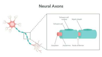 Neural axon diagram vector illustration graphic