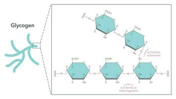 Glycogen Structure and Linkages biochemistry vector illustration diagram