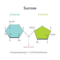 Sucrose disaccharide table sugar vector illustration structure diagram