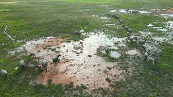 Group of buffaloes trekking through a muddy terrain video