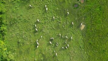 troupeau de buffles pâturage sur une luxuriant vert champ. aérien vue video
