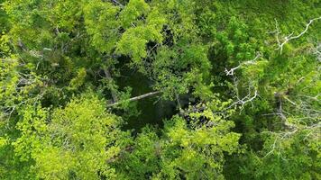 un aéreo ver de un abandonado edificio casa con un montón de arboles video