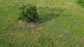 vredig kudde van buffels begrazing Aan een levendig groen veld- video