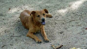 lento movimiento relajado marrón perro descansando en arenoso suelo video