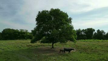 Buffaloes milk feeding standing under a tree in a field video