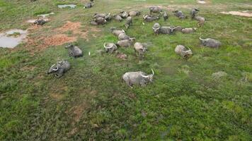 uma rebanho do búfalos descansar às exuberante verde campo video