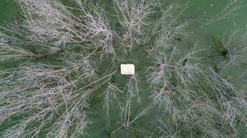 Aerial view dry bare leafless tree and a a rubbish polyfoam cooler box video