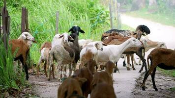 lento movimiento manada de cabras caminando abajo un suciedad la carretera video