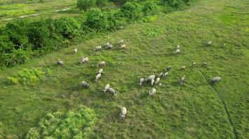 Aerial shot herd of buffaloes grazing on a lush green field video